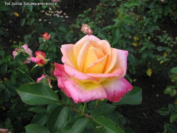 W nagrodę pojechali do Wschodnioniemieckiego Ogrodu Różanego