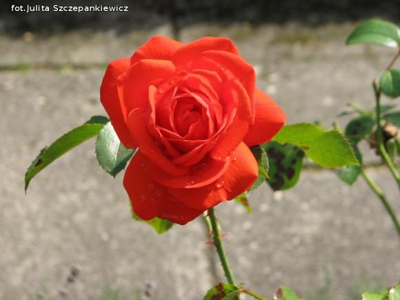 W nagrodę pojechali do Wschodnioniemieckiego Ogrodu Różanego