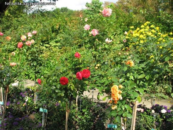 W nagrodę pojechali do Wschodnioniemieckiego Ogrodu Różanego