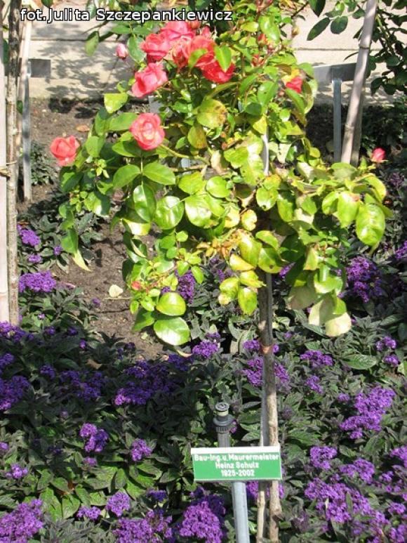 W nagrodę pojechali do Wschodnioniemieckiego Ogrodu Różanego