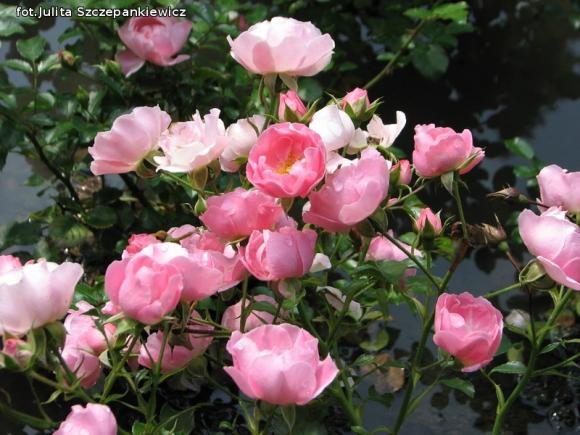 W nagrodę pojechali do Wschodnioniemieckiego Ogrodu Różanego