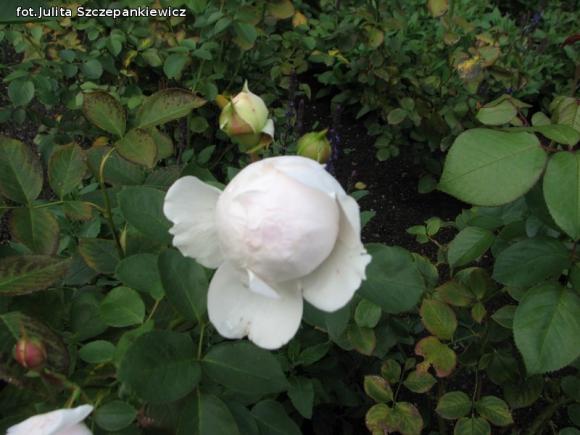 W nagrodę pojechali do Wschodnioniemieckiego Ogrodu Różanego