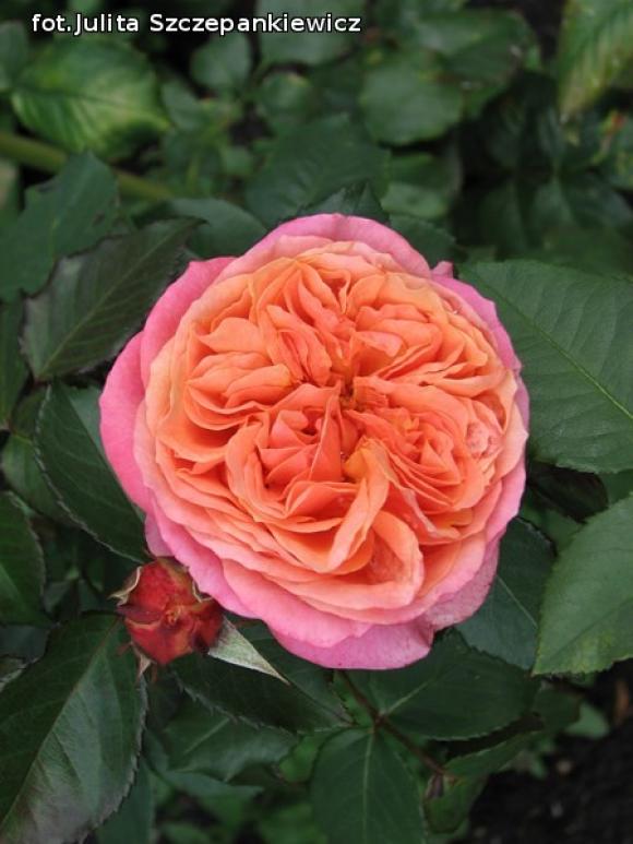 W nagrodę pojechali do Wschodnioniemieckiego Ogrodu Różanego