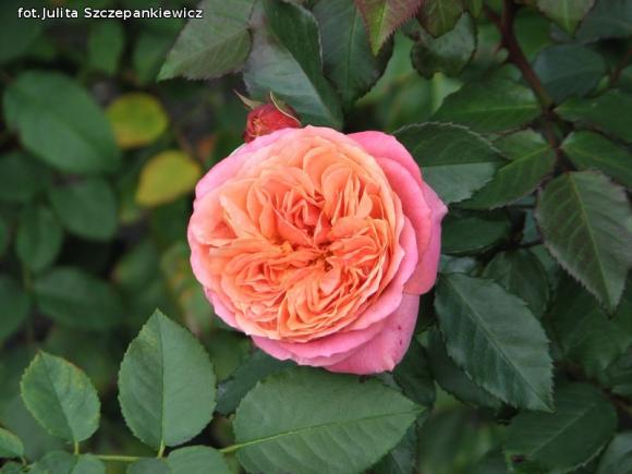 W nagrodę pojechali do Wschodnioniemieckiego Ogrodu Różanego