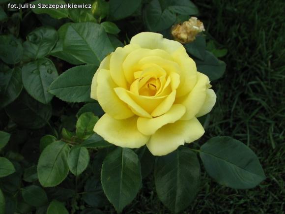 W nagrodę pojechali do Wschodnioniemieckiego Ogrodu Różanego