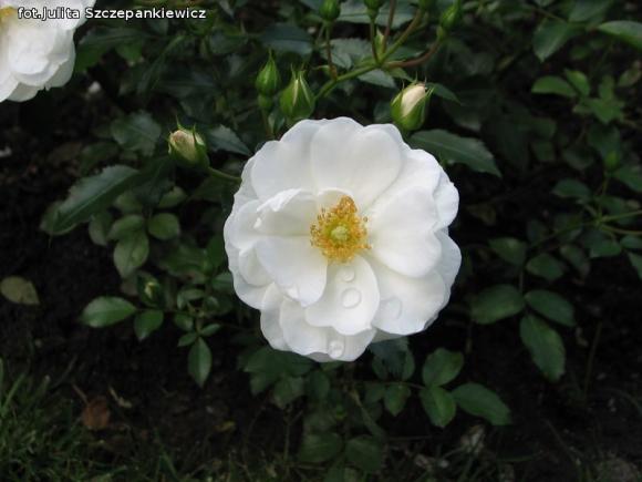 W nagrodę pojechali do Wschodnioniemieckiego Ogrodu Różanego