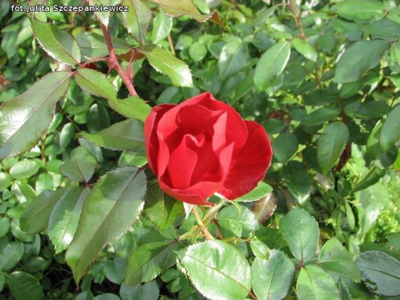 W nagrodę pojechali do Wschodnioniemieckiego Ogrodu Różanego