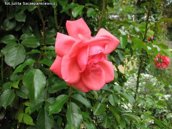 W nagrodę pojechali do Wschodnioniemieckiego Ogrodu Różanego