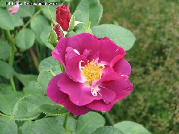 W nagrodę pojechali do Wschodnioniemieckiego Ogrodu Różanego