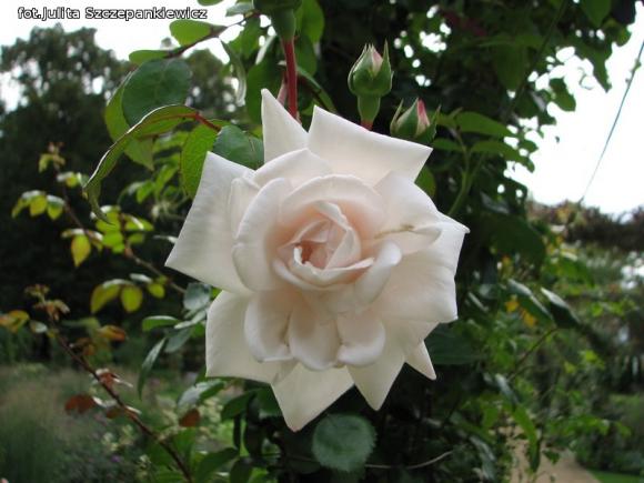 W nagrodę pojechali do Wschodnioniemieckiego Ogrodu Różanego