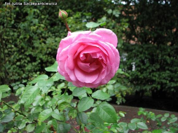 W nagrodę pojechali do Wschodnioniemieckiego Ogrodu Różanego