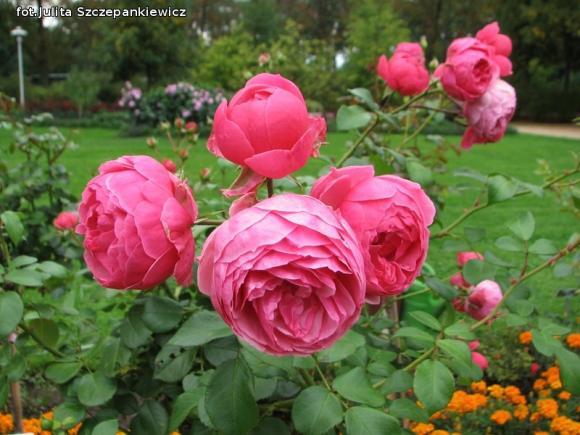 W nagrodę pojechali do Wschodnioniemieckiego Ogrodu Różanego