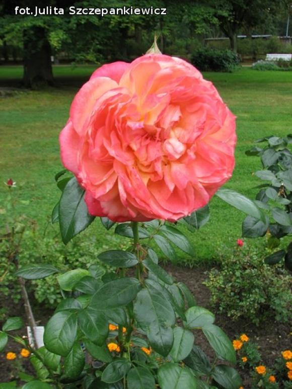 W nagrodę pojechali do Wschodnioniemieckiego Ogrodu Różanego