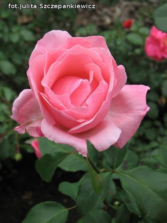 W nagrodę pojechali do Wschodnioniemieckiego Ogrodu Różanego