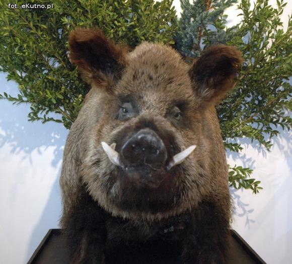 Głowa dzika, hełm, tetradrachmy i pokazy. Nowa wystawa w Muzeum