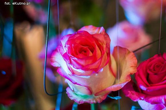 40 lat różanej tradycji w Kutnie. Jubileuszowe Święto Róży