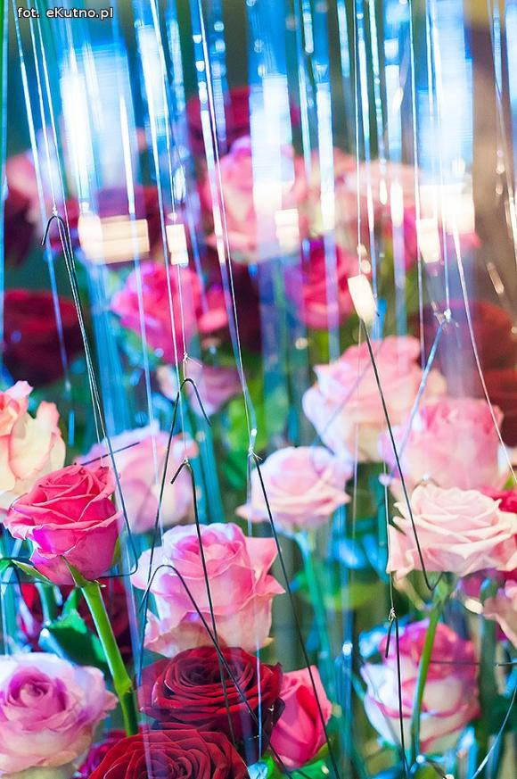 40 lat różanej tradycji w Kutnie. Jubileuszowe Święto Róży