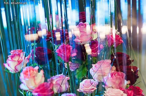 40 lat różanej tradycji w Kutnie. Jubileuszowe Święto Róży