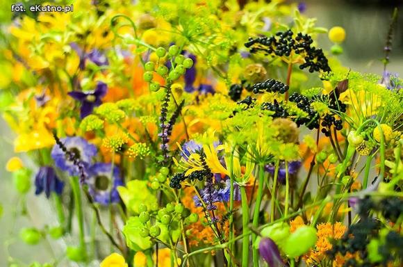 40 lat różanej tradycji w Kutnie. Jubileuszowe Święto Róży