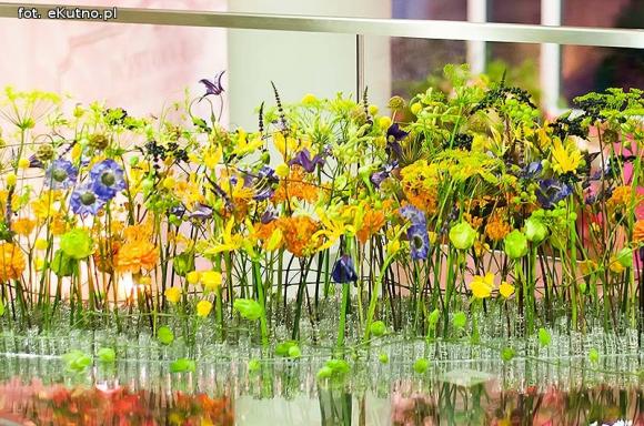 40 lat różanej tradycji w Kutnie. Jubileuszowe Święto Róży