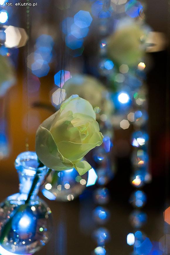 40 lat różanej tradycji w Kutnie. Jubileuszowe Święto Róży