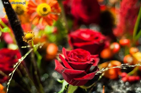 40 lat różanej tradycji w Kutnie. Jubileuszowe Święto Róży