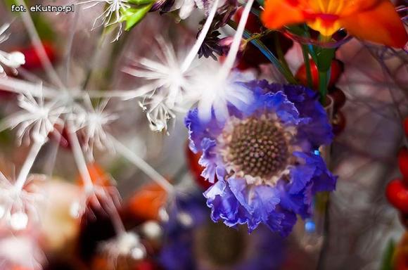 40 lat różanej tradycji w Kutnie. Jubileuszowe Święto Róży