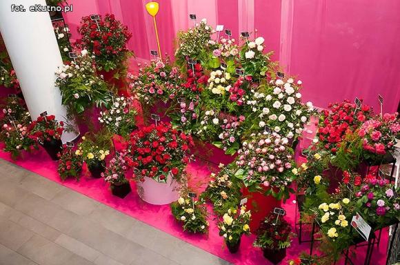 40 lat różanej tradycji w Kutnie. Jubileuszowe Święto Róży