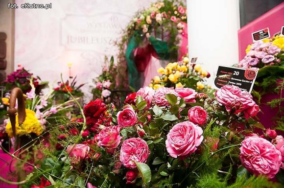 40 lat różanej tradycji w Kutnie. Jubileuszowe Święto Róży