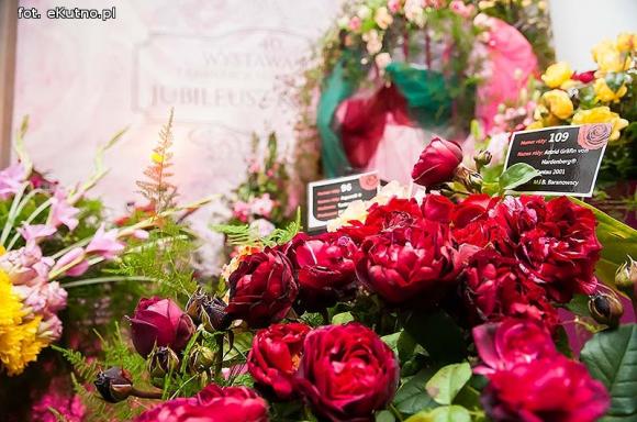 40 lat różanej tradycji w Kutnie. Jubileuszowe Święto Róży