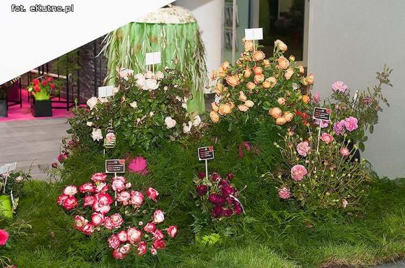 40 lat różanej tradycji w Kutnie. Jubileuszowe Święto Róży