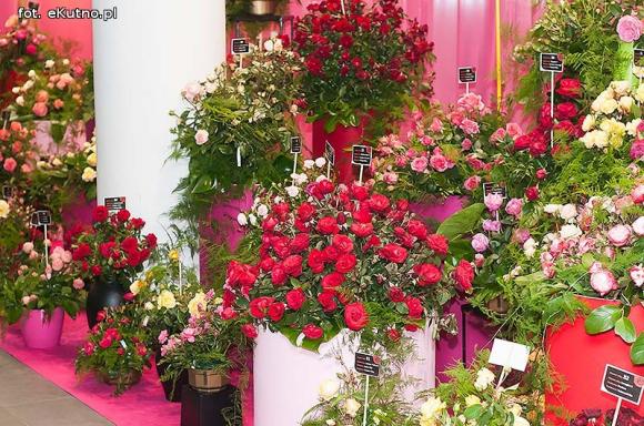 40 lat różanej tradycji w Kutnie. Jubileuszowe Święto Róży