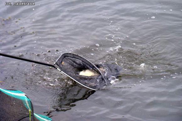 Zawody wędkarskie o puchar Wójta Gminy Nowe Ostrowy