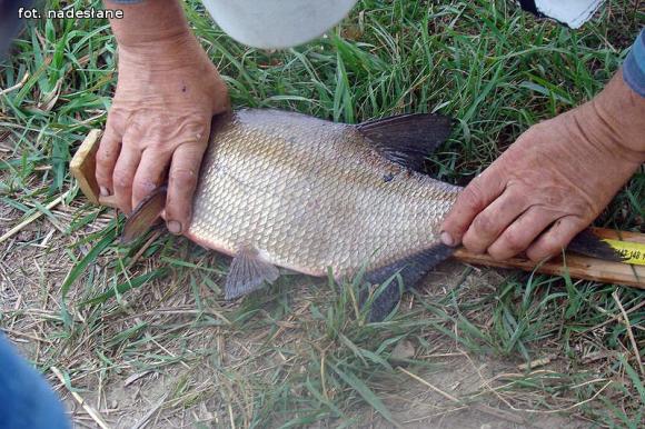 Zawody wędkarskie o puchar Wójta Gminy Nowe Ostrowy