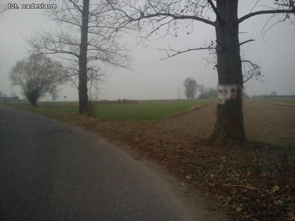 Czytelnicy pytają: Czy wolno wieszać plakaty wyborcze na drzewach?