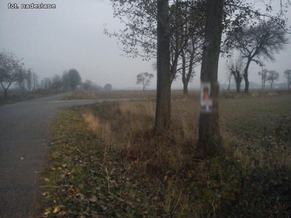 Czytelnicy pytają: Czy wolno wieszać plakaty wyborcze na drzewach?