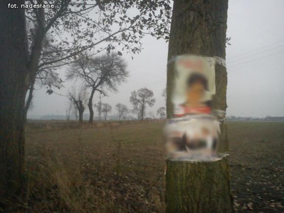 Czytelnicy pytają: Czy wolno wieszać plakaty wyborcze na drzewach?