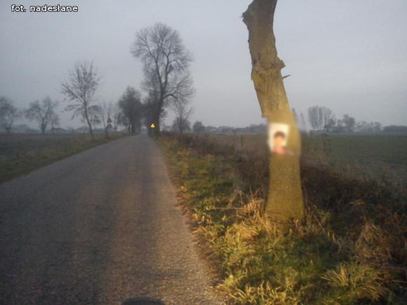 Czytelnicy pytają: Czy wolno wieszać plakaty wyborcze na drzewach?