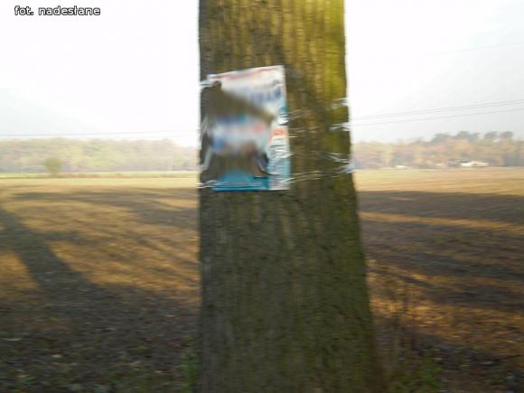 Czytelnicy pytają: Czy wolno wieszać plakaty wyborcze na drzewach?