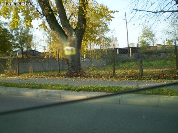 Czytelnicy pytają: Czy wolno wieszać plakaty wyborcze na drzewach?