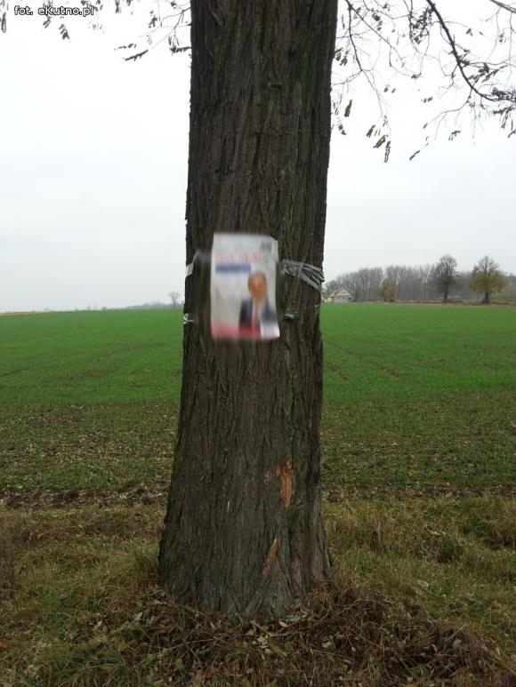 Wszystko dozwolone przed wyborami? Twarze na drzewach i 