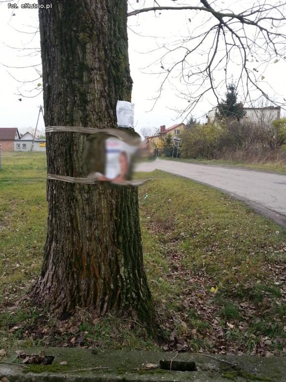 Wszystko dozwolone przed wyborami? Twarze na drzewach i 