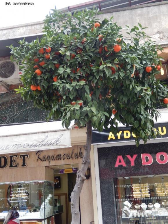 Turecka przygoda czyli Gimnazjum nr 1 realizuje projekt Erasmus +