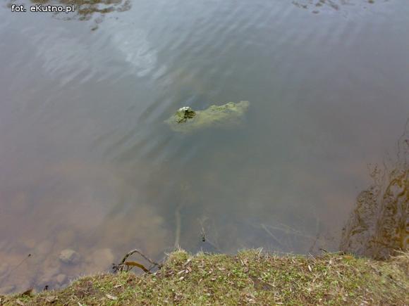 Sprawdzam. A inne lampy w parku?