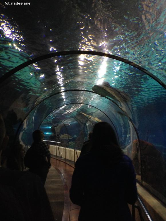 Europejskie wojaże gimnazjalistów