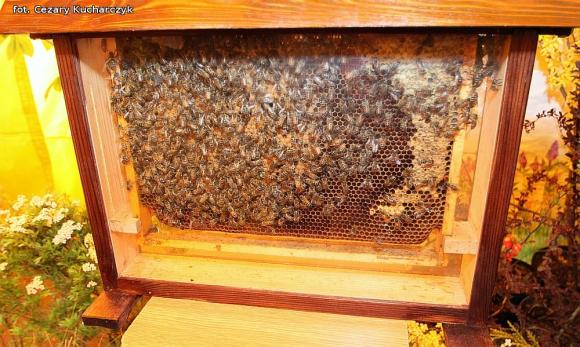 Od zabawy do nauki. Udany pierwszy Kutnowski Piknik Naukowy