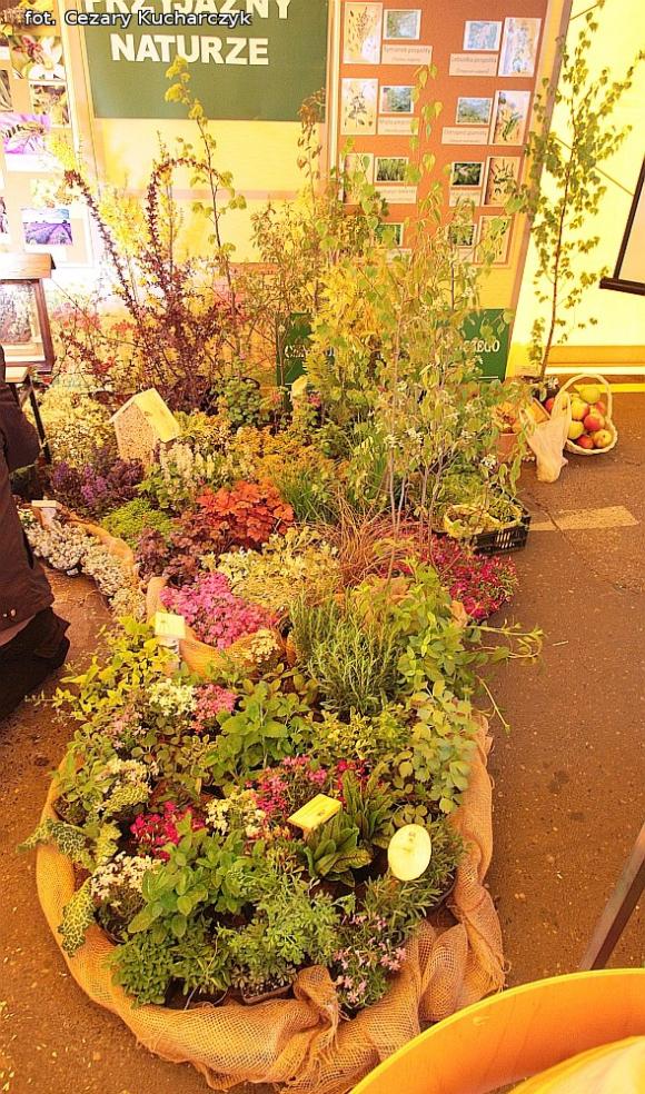 Od zabawy do nauki. Udany pierwszy Kutnowski Piknik Naukowy