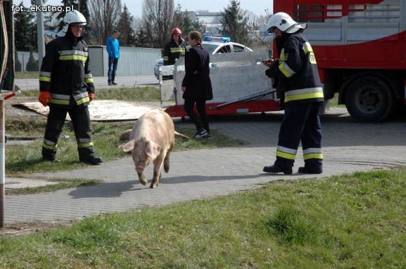 Powiatowe Dni Strażaka w niedzielę