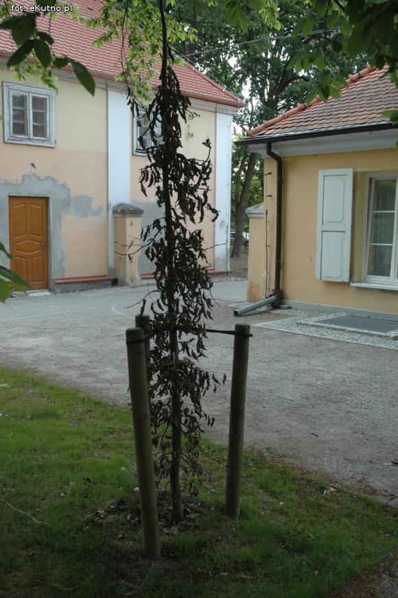 Czytelnicy pytają: Co się stało z drzewami w parku Wiosny Ludów?