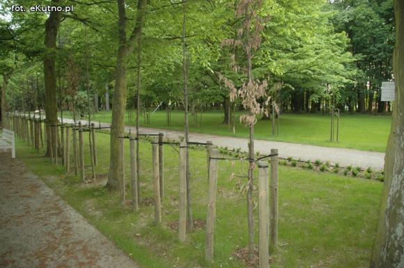 Czytelnicy pytają: Co się stało z drzewami w parku Wiosny Ludów?